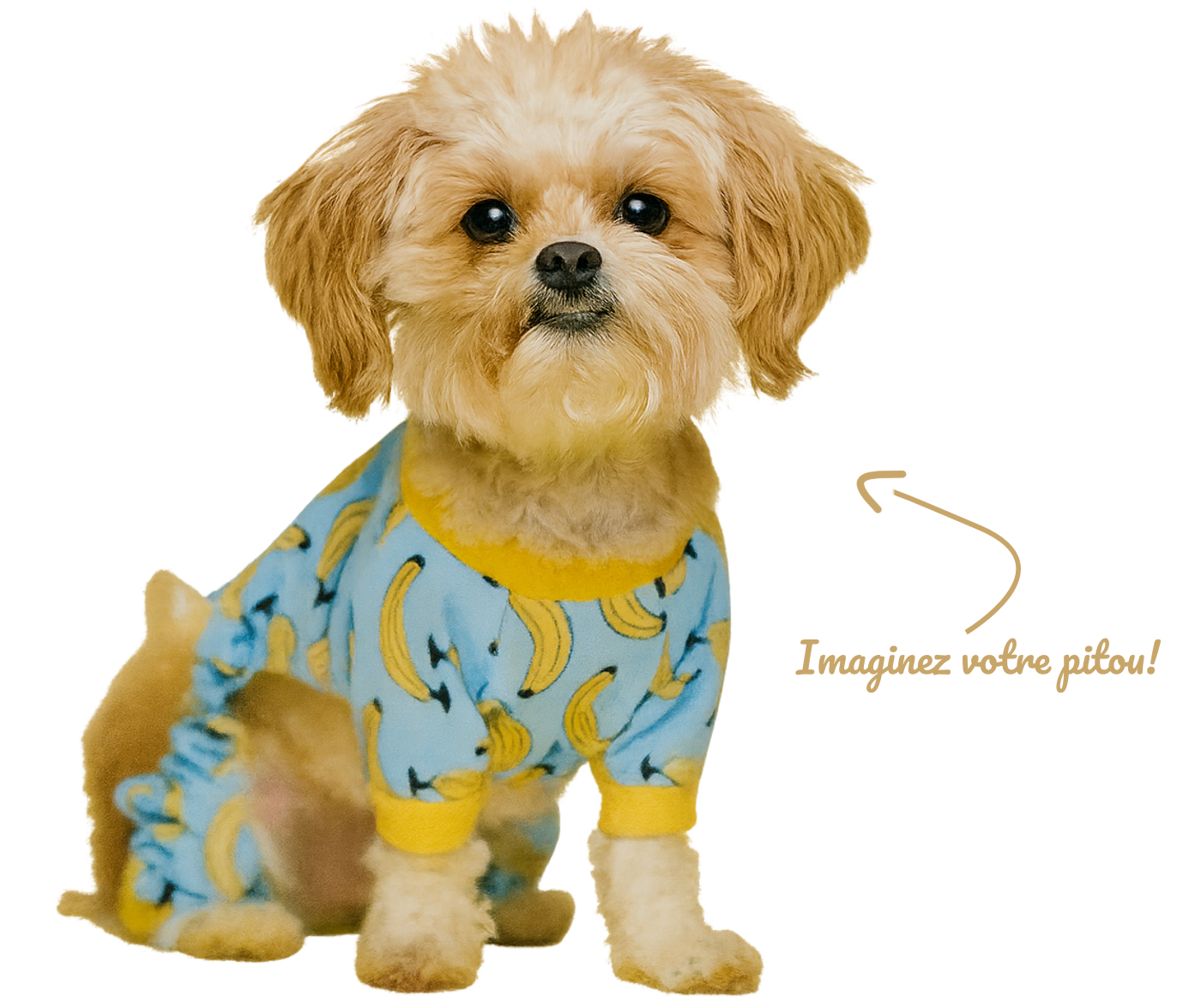 Chien joyeux fraîchement toiletté