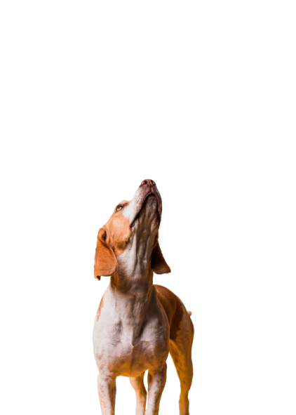 Chien regardant vers le haut